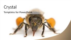 Presentation with honey bee - Colorful slides enhanced with western honey bee or european backdrop and a white colored foreground