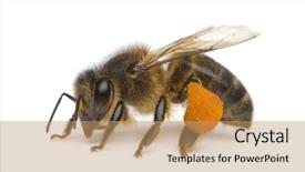  Presentation with honey bee - Audience pleasing PPT theme consisting of western honey bee or european backdrop and a coral colored foreground