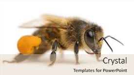  Presentation with honey bee - Audience pleasing slides consisting of western honey bee or european backdrop and a lemonade colored foreground