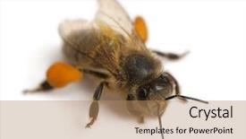  Presentation with honey bee - PPT theme featuring western honey bee or european background and a coral colored foreground