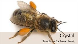  Presentation with honey bee - Presentation theme enhanced with western honey bee or european background and a coral colored foreground