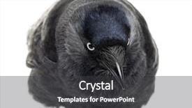  Presentation with jackdaw - Audience pleasing PPT theme consisting of western jackdaw bending and looking backdrop and a  colored foreground