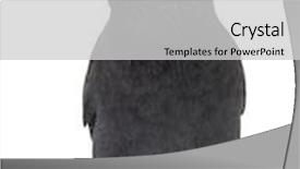  Presentation with jackdaw - Audience pleasing slides consisting of western-jackdaw-corvus-monedula backdrop and a light gray colored foreground