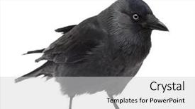  Presentation with jackdaw - PPT theme with simlpy - western jackdaw corvus monedula background and a white colored foreground