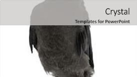  Presentation with jackdaw - Cool new PPT layouts with cross docking - royal victoria dock bridge backdrop and a teal colored foreground