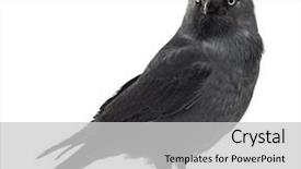  Presentation with jackdaw - Cool new slides with western jackdaw looking away corvus backdrop and a light gray colored foreground