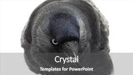  Presentation with jackdaw - PPT theme featuring western jackdaw looking down corvus background and a  colored foreground
