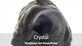  Presentation with jackdaw - Theme consisting of western jackdaw lying and looking background and a  colored foreground