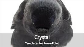  Presentation with jackdaw - PPT layouts featuring western jackdaw walking and looking background and a  colored foreground