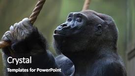  Presentation with western - Presentation theme with western lowland gorilla gorilla gorilla background and a dark gray colored foreground