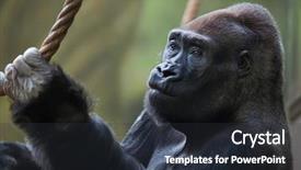  Presentation with western - Amazing slides having western lowland gorilla gorilla gorilla backdrop and a tawny brown colored foreground
