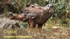  Presentation with marsh - Beautiful PPT layouts featuring western-marsh-harrier-circus-aeruginosus backdrop and a violet colored foreground