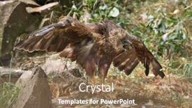  Presentation with marsh - Colorful presentation design enhanced with western-marsh-harrier-circus-aeruginosus backdrop and a coral colored foreground