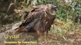 Presentation with marsh - PPT theme having western-marsh-harrier-circus-aeruginosus background and a tawny brown colored foreground