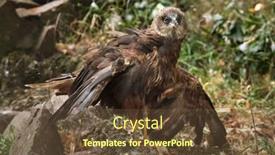  Presentation with marsh - Beautiful PPT theme featuring western-marsh-harrier-circus-aeruginosus backdrop and a tawny brown colored foreground