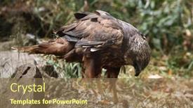  Presentation with marsh - Colorful presentation design enhanced with western-marsh-harrier-circus-aeruginosus backdrop and a coral colored foreground