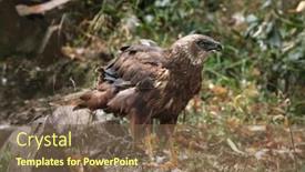  Presentation with marsh - Amazing PPT layouts having western-marsh-harrier-circus-aeruginosus backdrop and a violet colored foreground