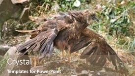  Presentation with marsh - Slide set enhanced with western-marsh-harrier-circus-aeruginosus background and a coral colored foreground