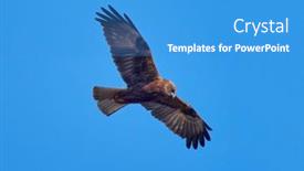  Presentation with blue sky - Audience pleasing slide set consisting of western-marsh-harrier-flying-against backdrop and a teal colored foreground