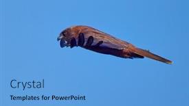  Presentation with blue sky - Presentation design featuring western-marsh-harrier-flying-against background and a light blue colored foreground