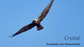  Presentation with blue sky - Cool new PPT theme with western-marsh-harrier-flying-against backdrop and a light blue colored foreground