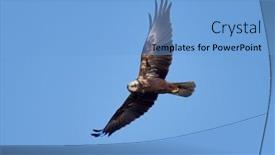  Presentation with blue sky - Slides with western-marsh-harrier-flying-against background and a light blue colored foreground