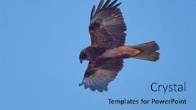  Presentation with marsh - PPT layouts with western-marsh-harrier-flying-against background and a light blue colored foreground