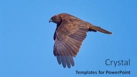  Presentation with blue sky - PPT theme consisting of western-marsh-harrier-flying-against background and a light blue colored foreground