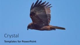  Presentation with marsh - Theme having western-marsh-harrier-flying-against background and a light blue colored foreground