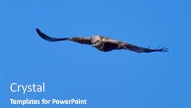 Presentation with blue sky - PPT theme featuring western-marsh-harrier-flying-against background and a teal colored foreground