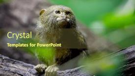 Presentation with colombia - PPT theme with western-pygmy-marmoset-callithrix-pygmaea background and a  colored foreground