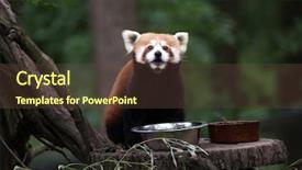  Presentation with red panda - Beautiful theme featuring western red panda ailurus fulgens backdrop and a tawny brown colored foreground