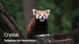  Presentation with red panda - Presentation theme enhanced with western red panda ailurus fulgens background and a wine colored foreground