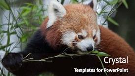  Presentation with red panda - PPT layouts consisting of western red panda ailurus fulgens background and a wine colored foreground