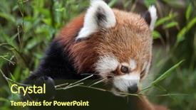  Presentation with red panda - Colorful presentation design enhanced with western red panda ailurus fulgens backdrop and a tawny brown colored foreground