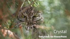  Presentation with western - Presentation theme featuring western-screech-owl-peeking-through background and a gray colored foreground