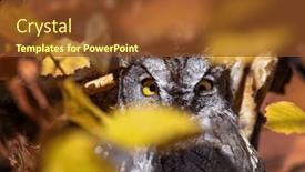  Presentation with western - PPT theme having western-screech-owl-sitting background and a tawny brown colored foreground
