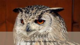  Presentation with eagle - Presentation theme having western siberian eagle-owl bubo bubo sibiricus wild life animal background and a coral colored foreground