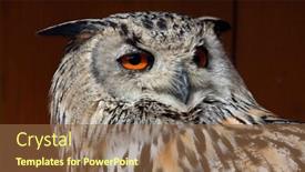  Presentation with eagle - Cool new PPT theme with western siberian eagle-owl bubo bubo sibiricus wild life animal backdrop and a tawny brown colored foreground
