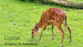  Presentation with pasture - Presentation theme enhanced with western sitatunga tragelaphus spekii gratus activity of young sitatunga female antelope eating grass pasture of wild animal on the meadow in zoo background and a yellow colored foreground