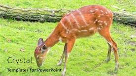  Presentation with activity - Theme featuring western sitatunga tragelaphus spekii gratus activity of young sitatunga female antelope eating grass pasture of wild animal on the meadow background and a yellow colored foreground