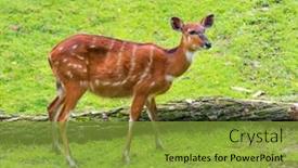  Presentation with pasture - Theme having western sitatunga tragelaphus spekii gratus activity of young sitatunga female antelope eating grass pasture of wild animal on the meadow background and a gold colored foreground