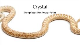  Presentation with pacific - Slide set consisting of western themed - albinos pacific gopher snake background and a  colored foreground