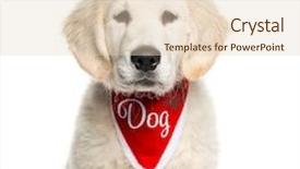  Presentation with golden - Colorful slide set enhanced with golden retriever sitting in front backdrop and a lemonade colored foreground