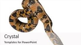  Presentation with green - Slides featuring western themed - green whip snake hierophis viridiflavus background and a  colored foreground