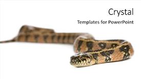  Presentation with green - Slides consisting of western themed - green whip snake hierophis viridiflavus background and a  colored foreground