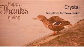  Presentation with thanksgiving or fall greeting - Colorful slides enhanced with western themed - thanksgiving greeting text against mallard backdrop and a coral colored foreground