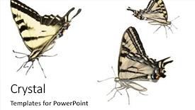  Presentation with western - Colorful presentation enhanced with western tiger swallowtail butterfly isolated backdrop and a white colored foreground