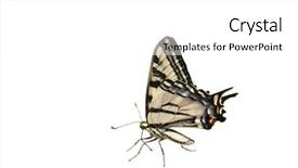  Presentation with siberian tiger taken - Presentation theme with western tiger swallowtail butterfly background and a white colored foreground