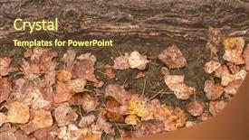  Presentation with root - Cool new presentation with wet autumn leaves and root backdrop and a  colored foreground